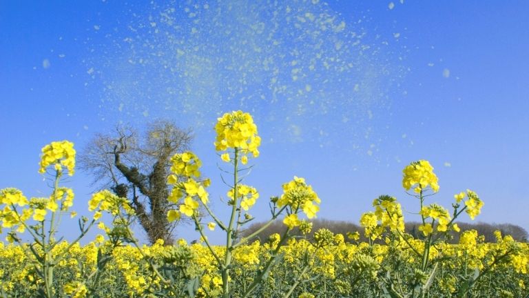 Hay fever season 6 proven ways to reduce symptoms MAIN
